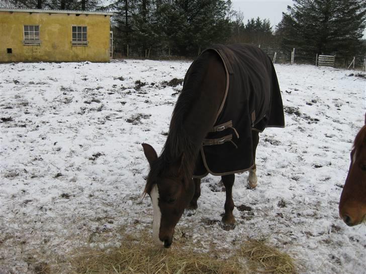 DSP Evita  billede 9