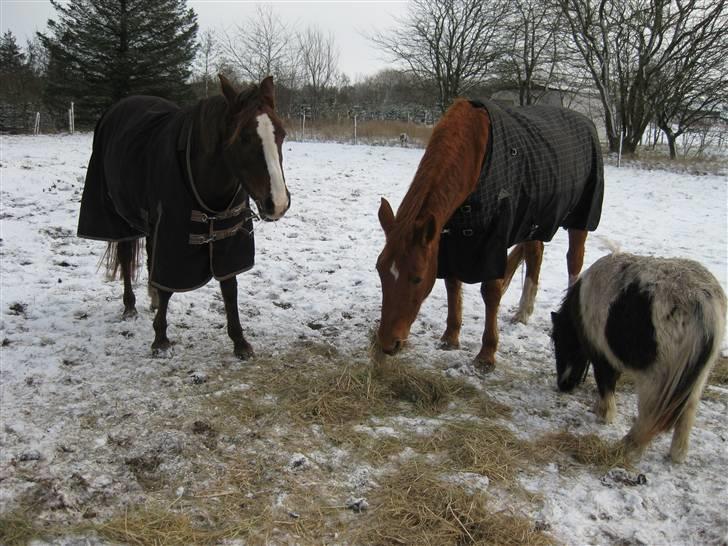 DSP Evita  billede 10