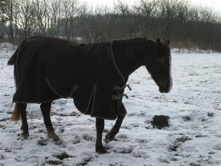 DSP Evita  billede 11