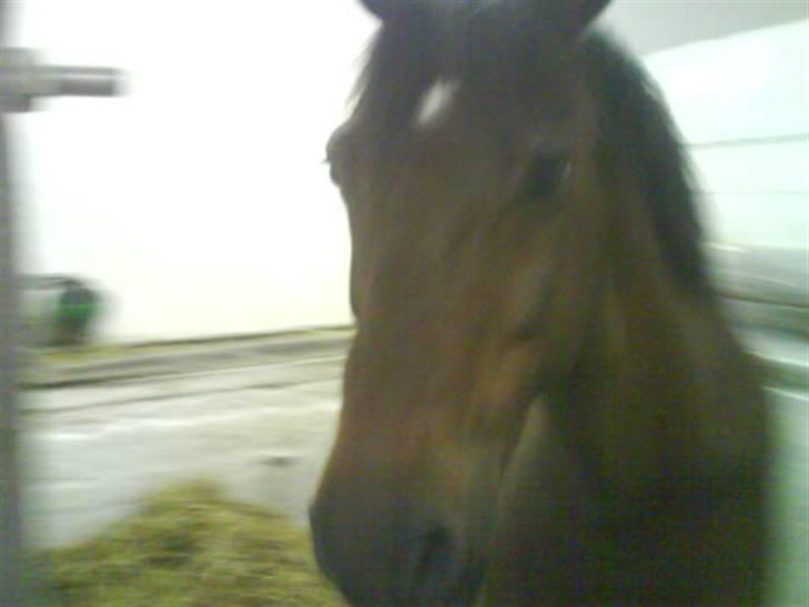 Anden særlig race | Bruno <3 -SOLGT- ); billede 11