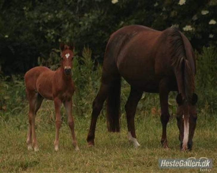 DSP Evita  billede 12