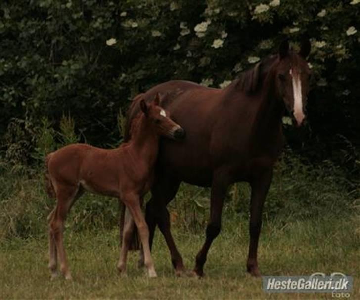 DSP Evita  billede 13