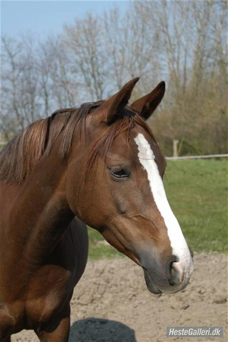 DSP Evita  billede 14