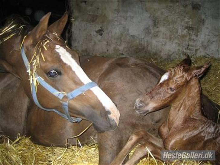 DSP Evita  billede 15