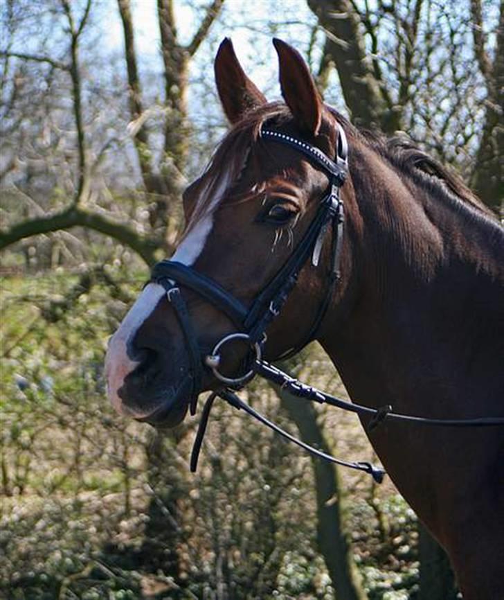 DSP Evita  billede 16