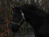 Frieser Wonder Boy. R.I.P [Himmelhest]