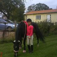 Anden særlig race Isabell