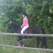 Anden særlig race Isabell