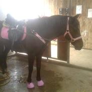 Anden særlig race Isabell