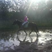 Anden særlig race Isabell