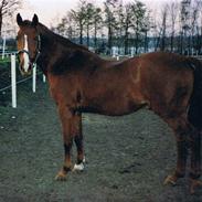 Anden særlig race Jonas