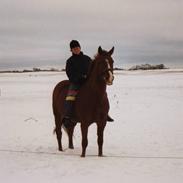 Anden særlig race Jonas