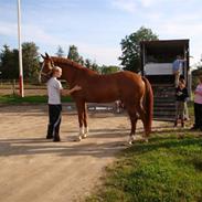 Dansk Varmblod Macoy ;* &#9829;