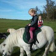 Shetlænder Lille per