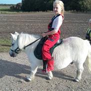 Shetlænder Lille per