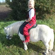 Shetlænder Lille per