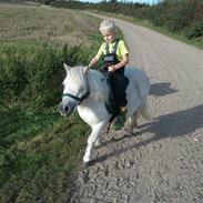 Shetlænder Lille per