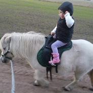 Shetlænder Lille per