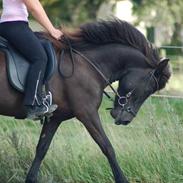 Islænder Sudda fra Glyngøre (død)
