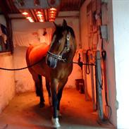 Welsh Cob (sec D) Monty(hannibal) SOLGT! s;