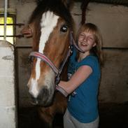 Welsh Cob (sec D) Monty(hannibal) SOLGT! s;