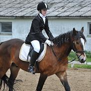 Welsh Cob (sec D) Monty(hannibal) SOLGT! s;