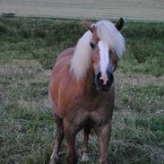 Haflinger Stelotka *SOLGT*