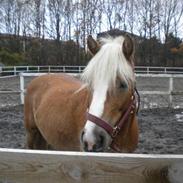 Haflinger Stelotka *SOLGT*