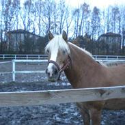 Haflinger Stelotka *SOLGT*