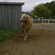 Haflinger Stelotka *SOLGT*