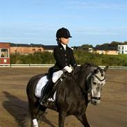 Dartmoor Innis Ivanhoe