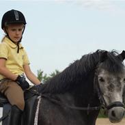 Dartmoor Innis Ivanhoe
