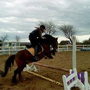 Welsh Cob (sec D) Monty(hannibal) SOLGT! s;
