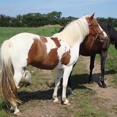 Pinto Apache - SOLGT
