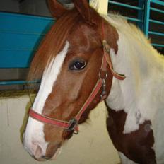 Pinto Apache - SOLGT