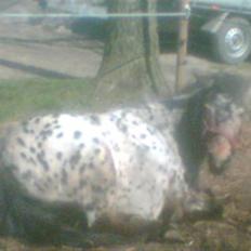 Appaloosa l Pippi (Lillesøster's)<3