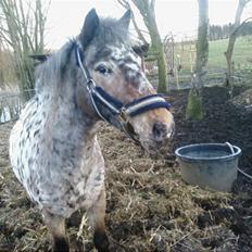 Appaloosa l Pippi (Lillesøster's)<3