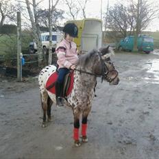 Appaloosa l Pippi (Lillesøster's)<3