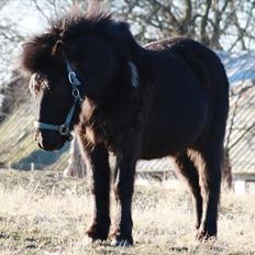 Anden særlig race Bonus
