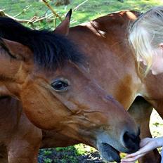 Anden særlig race Bakkely's Rosa