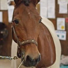 Anden særlig race Bakkely's Rosa
