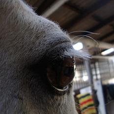 Connemara Lilleskov´s Juvel