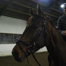 Dansk Varmblod Prinsesse Isabella