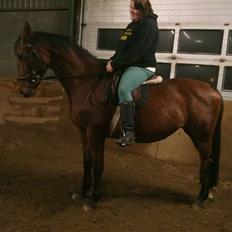 Dansk Varmblod Prinsesse Isabella