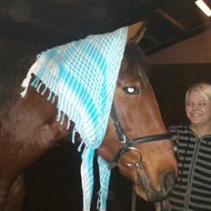 Dansk Varmblod Prinsesse Isabella