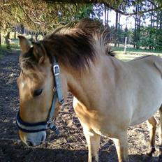 Anden særlig race Spirit