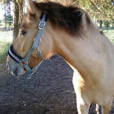 Anden særlig race Spirit