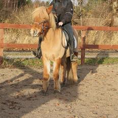 Islænder Ölveig frá Akrakoti