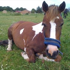 Anden særlig race Chanel - kommunemester 2013 spring