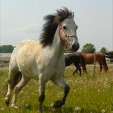 Anden særlig race Askepot 